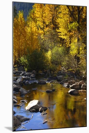 Fall Color Is Reflected Off a Stream Flowing Through an Aspen Grove in the Sierras-John Alves-Mounted Photographic Print