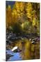 Fall Color Is Reflected Off a Stream Flowing Through an Aspen Grove in the Sierras-John Alves-Mounted Photographic Print