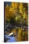 Fall Color Is Reflected Off a Stream Flowing Through an Aspen Grove in the Sierras-John Alves-Stretched Canvas