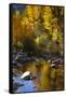 Fall Color Is Reflected Off a Stream Flowing Through an Aspen Grove in the Sierras-John Alves-Framed Stretched Canvas