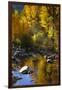 Fall Color Is Reflected Off a Stream Flowing Through an Aspen Grove in the Sierras-John Alves-Framed Photographic Print