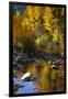 Fall Color Is Reflected Off a Stream Flowing Through an Aspen Grove in the Sierras-John Alves-Framed Photographic Print