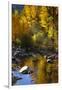 Fall Color Is Reflected Off a Stream Flowing Through an Aspen Grove in the Sierras-John Alves-Framed Premium Photographic Print
