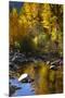 Fall Color Is Reflected Off a Stream Flowing Through an Aspen Grove in the Sierras-John Alves-Mounted Premium Photographic Print