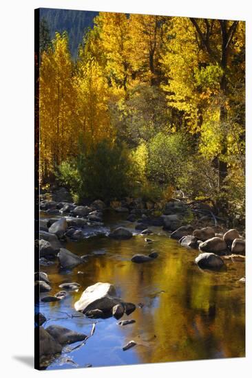 Fall Color Is Reflected Off a Stream Flowing Through an Aspen Grove in the Sierras-John Alves-Stretched Canvas