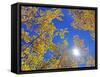 Fall Color of Aspens on the Continental Divide, Rocky Mountains, Colorado-Bennett Barthelemy-Framed Stretched Canvas