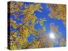 Fall Color of Aspens on the Continental Divide, Rocky Mountains, Colorado-Bennett Barthelemy-Stretched Canvas