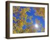 Fall Color of Aspens on the Continental Divide, Rocky Mountains, Colorado-Bennett Barthelemy-Framed Photographic Print
