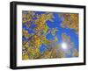 Fall Color of Aspens on the Continental Divide, Rocky Mountains, Colorado-Bennett Barthelemy-Framed Photographic Print