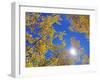 Fall Color of Aspens on the Continental Divide, Rocky Mountains, Colorado-Bennett Barthelemy-Framed Photographic Print