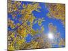 Fall Color of Aspens on the Continental Divide, Rocky Mountains, Colorado-Bennett Barthelemy-Mounted Photographic Print