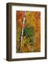 Fall color on the Keweenaw Peninsula in the Upper Peninsula of Michigan, USA-Chuck Haney-Framed Photographic Print