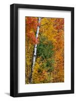 Fall color on the Keweenaw Peninsula in the Upper Peninsula of Michigan, USA-Chuck Haney-Framed Photographic Print