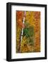 Fall color on the Keweenaw Peninsula in the Upper Peninsula of Michigan, USA-Chuck Haney-Framed Photographic Print