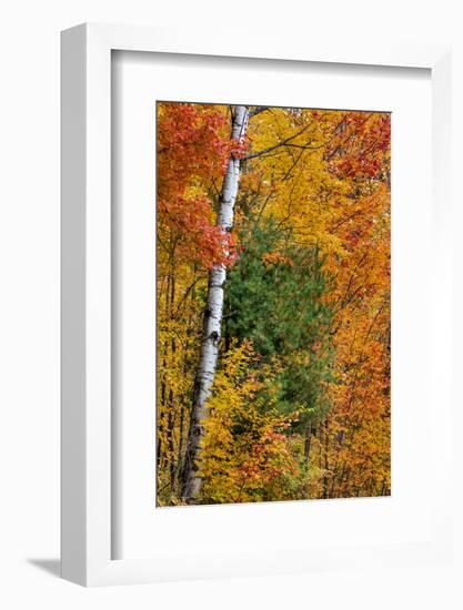 Fall color on the Keweenaw Peninsula in the Upper Peninsula of Michigan, USA-Chuck Haney-Framed Photographic Print