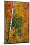 Fall color on the Keweenaw Peninsula in the Upper Peninsula of Michigan, USA-Chuck Haney-Mounted Photographic Print