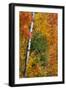 Fall color on the Keweenaw Peninsula in the Upper Peninsula of Michigan, USA-Chuck Haney-Framed Photographic Print