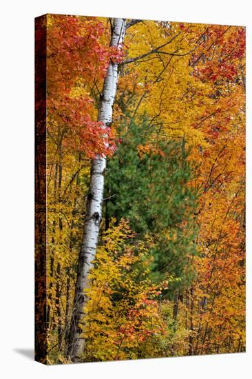 Fall color on the Keweenaw Peninsula in the Upper Peninsula of Michigan, USA-Chuck Haney-Stretched Canvas