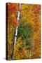 Fall color on the Keweenaw Peninsula in the Upper Peninsula of Michigan, USA-Chuck Haney-Stretched Canvas