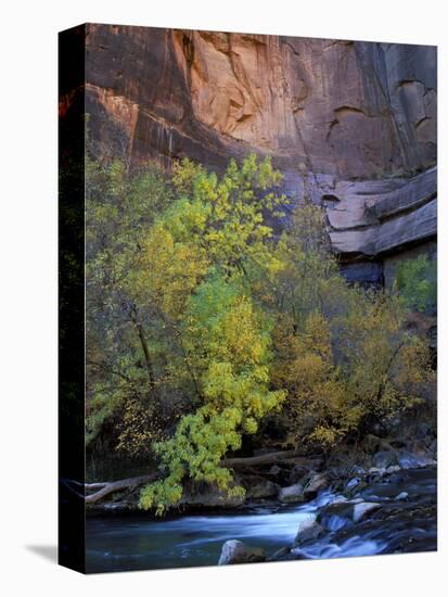 Fall Color on Virgin River, Zion National Park, Utah, USA-Diane Johnson-Stretched Canvas