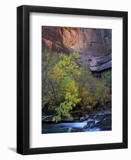 Fall Color on Virgin River, Zion National Park, Utah, USA-Diane Johnson-Framed Photographic Print