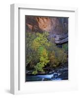 Fall Color on Virgin River, Zion National Park, Utah, USA-Diane Johnson-Framed Photographic Print