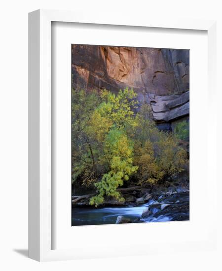 Fall Color on Virgin River, Zion National Park, Utah, USA-Diane Johnson-Framed Photographic Print