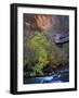 Fall Color on Virgin River, Zion National Park, Utah, USA-Diane Johnson-Framed Photographic Print