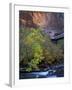 Fall Color on Virgin River, Zion National Park, Utah, USA-Diane Johnson-Framed Photographic Print