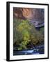 Fall Color on Virgin River, Zion National Park, Utah, USA-Diane Johnson-Framed Photographic Print