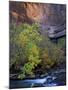 Fall Color on Virgin River, Zion National Park, Utah, USA-Diane Johnson-Mounted Photographic Print