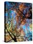 Fall Color, Washington, USA-William Sutton-Stretched Canvas
