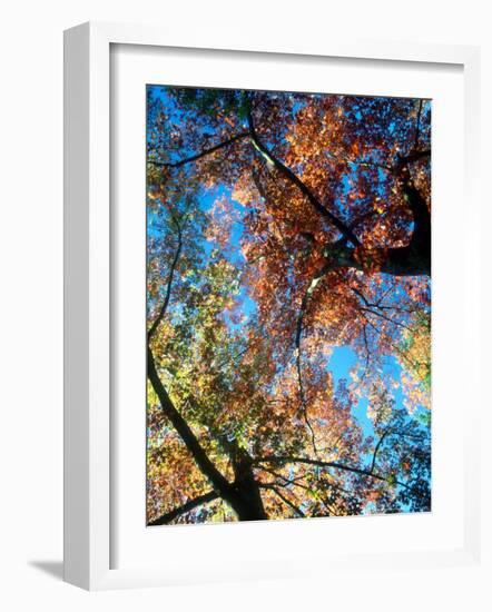 Fall Color, Washington, USA-William Sutton-Framed Photographic Print