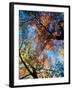 Fall Color, Washington, USA-William Sutton-Framed Photographic Print