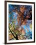 Fall Color, Washington, USA-William Sutton-Framed Photographic Print