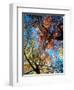 Fall Color, Washington, USA-William Sutton-Framed Photographic Print