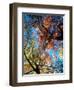 Fall Color, Washington, USA-William Sutton-Framed Premium Photographic Print