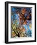 Fall Color, Washington, USA-William Sutton-Framed Premium Photographic Print