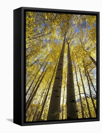 Fall-Colored Aspen Trees, Stevens Pass, Washington, USA-Stuart Westmoreland-Framed Stretched Canvas