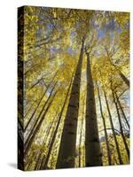 Fall-Colored Aspen Trees, Stevens Pass, Washington, USA-Stuart Westmoreland-Stretched Canvas