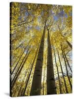 Fall-Colored Aspen Trees, Stevens Pass, Washington, USA-Stuart Westmoreland-Stretched Canvas