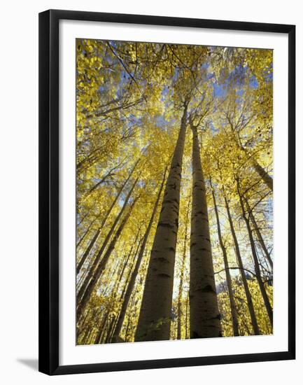 Fall-Colored Aspen Trees, Stevens Pass, Washington, USA-Stuart Westmoreland-Framed Premium Photographic Print