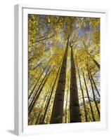 Fall-Colored Aspen Trees, Stevens Pass, Washington, USA-Stuart Westmoreland-Framed Premium Photographic Print