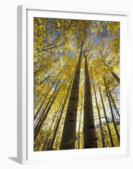Fall-Colored Aspen Trees, Stevens Pass, Washington, USA-Stuart Westmoreland-Framed Premium Photographic Print