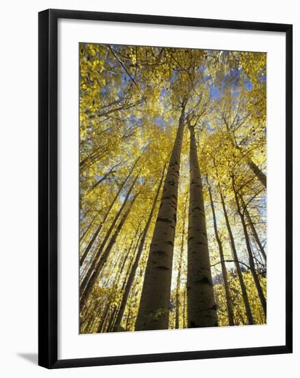 Fall-Colored Aspen Trees, Stevens Pass, Washington, USA-Stuart Westmoreland-Framed Photographic Print