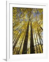 Fall-Colored Aspen Trees, Stevens Pass, Washington, USA-Stuart Westmoreland-Framed Photographic Print