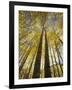 Fall-Colored Aspen Trees, Stevens Pass, Washington, USA-Stuart Westmoreland-Framed Photographic Print