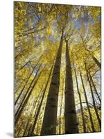 Fall-Colored Aspen Trees, Stevens Pass, Washington, USA-Stuart Westmoreland-Mounted Photographic Print