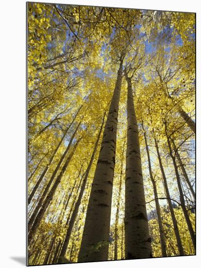 Fall-Colored Aspen Trees, Stevens Pass, Washington, USA-Stuart Westmoreland-Mounted Photographic Print