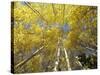 Fall-Colored Aspen Trees, Stevens Pass, Washington, USA-Stuart Westmoreland-Stretched Canvas